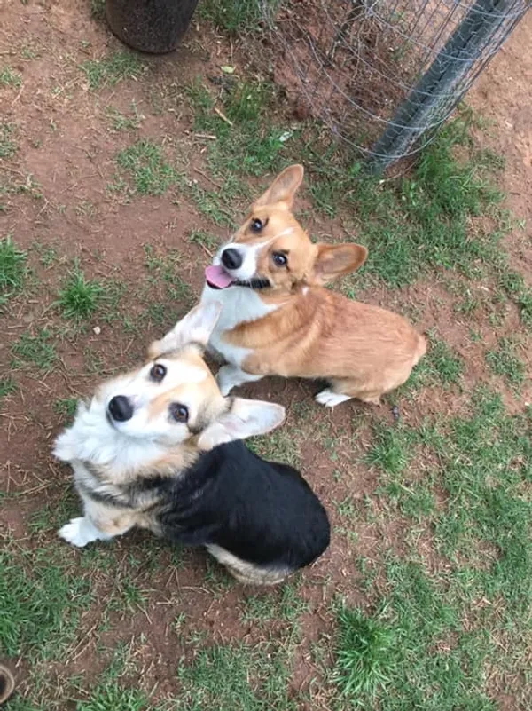 Two corgis sitting side by side with alert, cheerful expressions